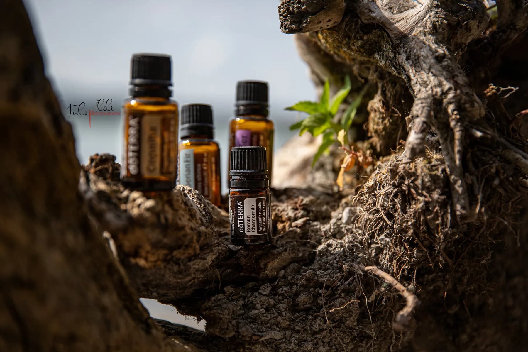 dōTERRA Heřmánek římský – esenciální olej (Anthemis nobilis) 5 ml