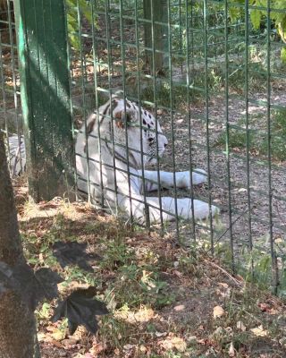 🦁 Štvrtková výprava plná radosti Vo štvrtok sme si urobili rodinný výlet do Panthera Parku v Turej 123 a úprimne – bolo to...